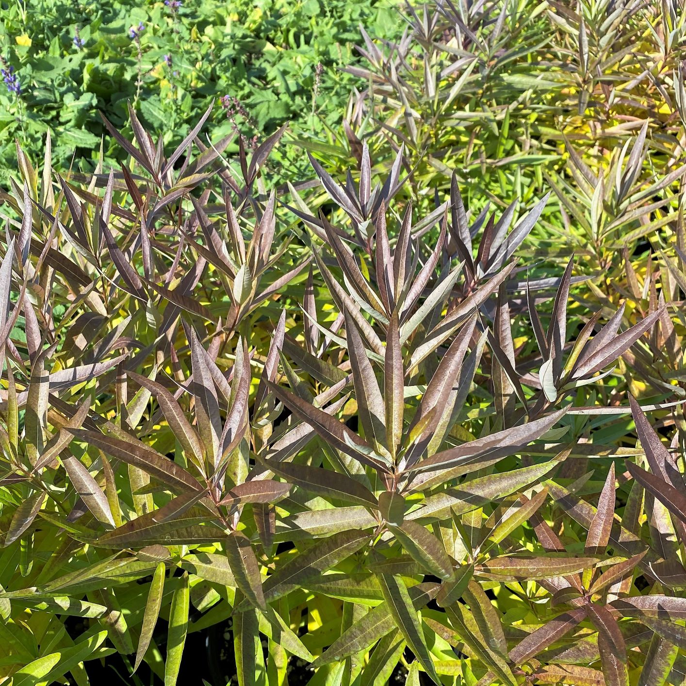 Amsonia illustris 1G