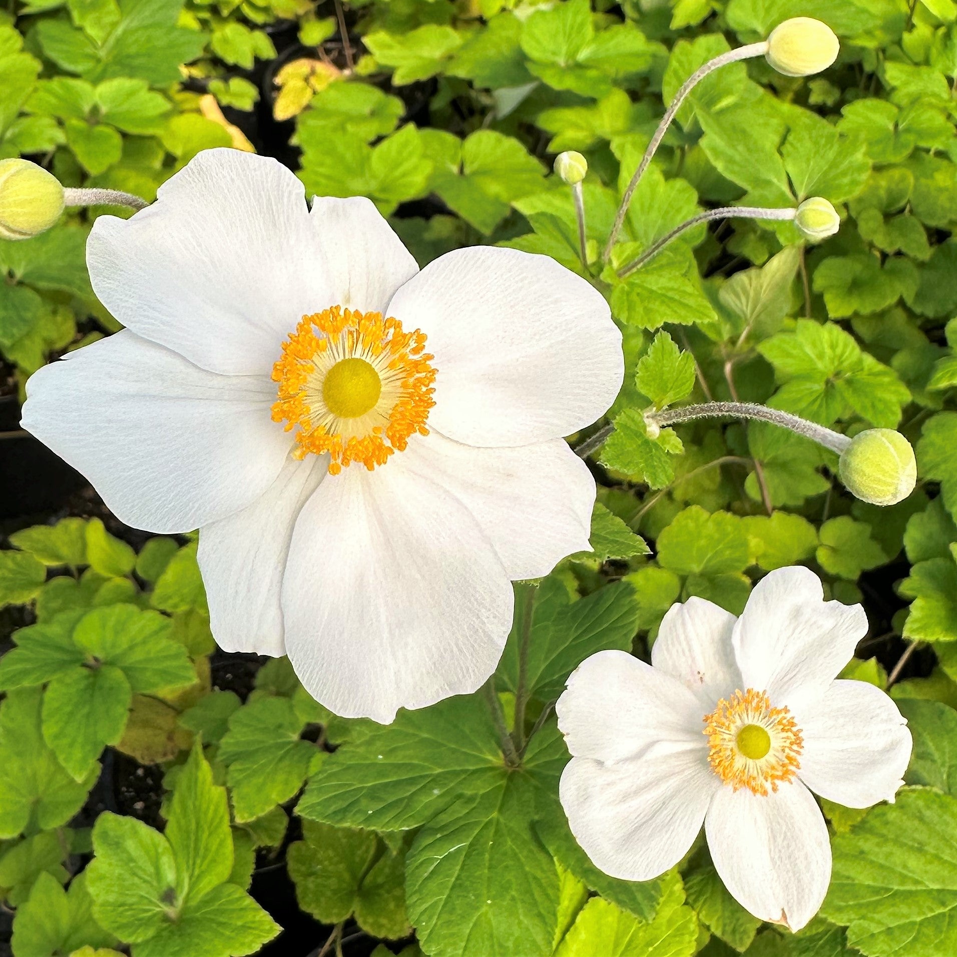 Anemone x Honorine Jobert 1G