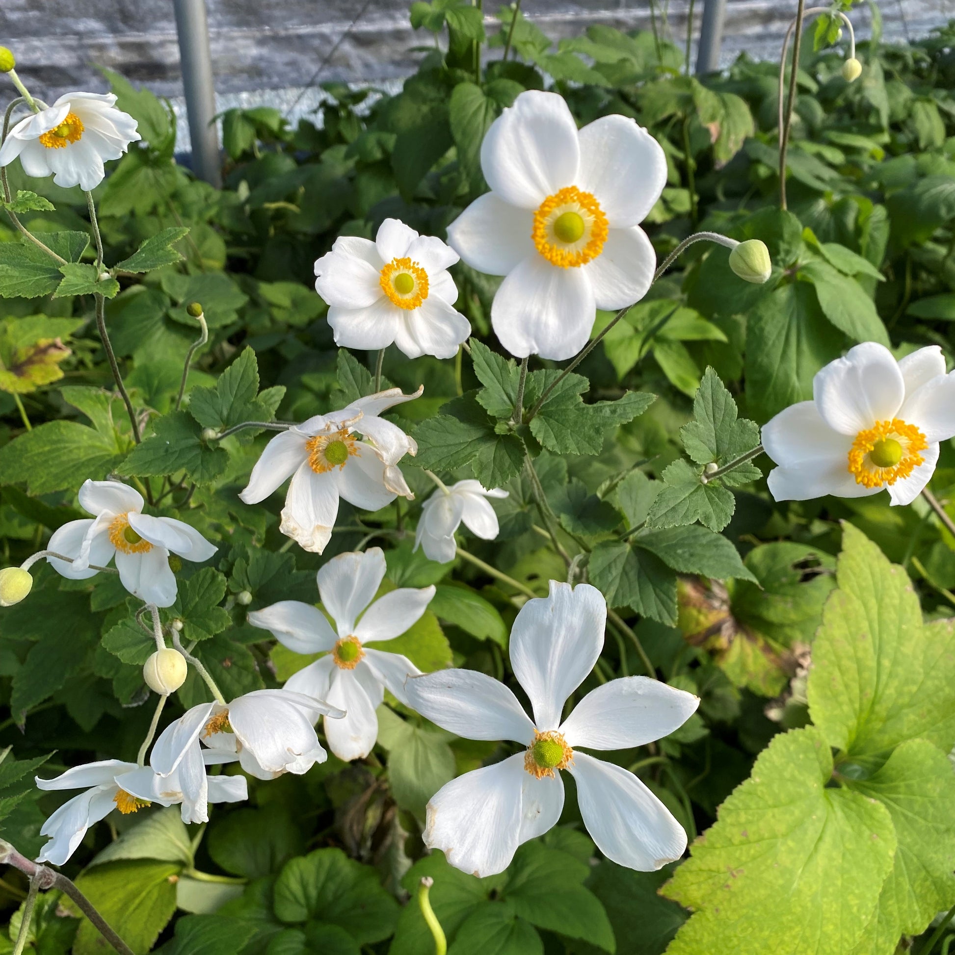 Anemone x Honorine Jobert 1G