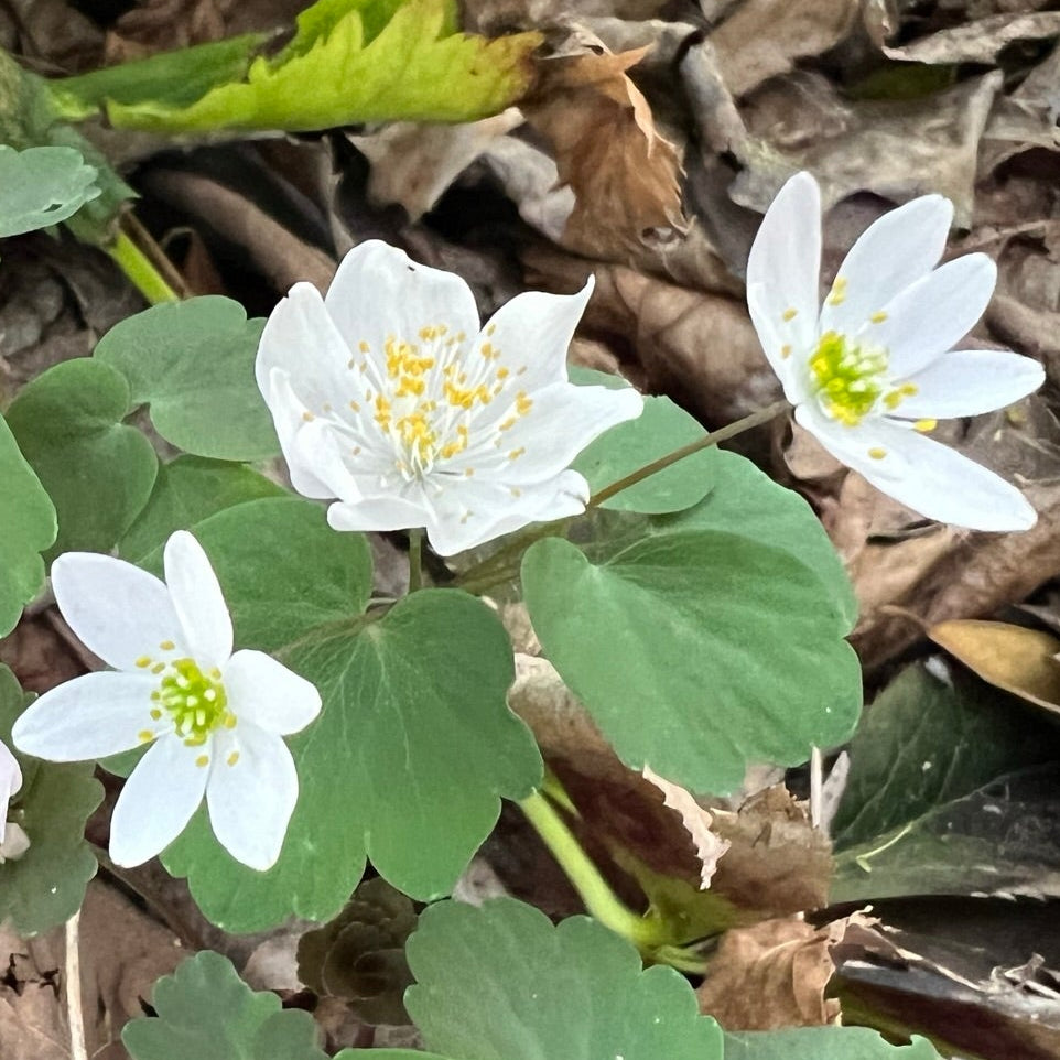 Anemonella thalictroides 3.25"