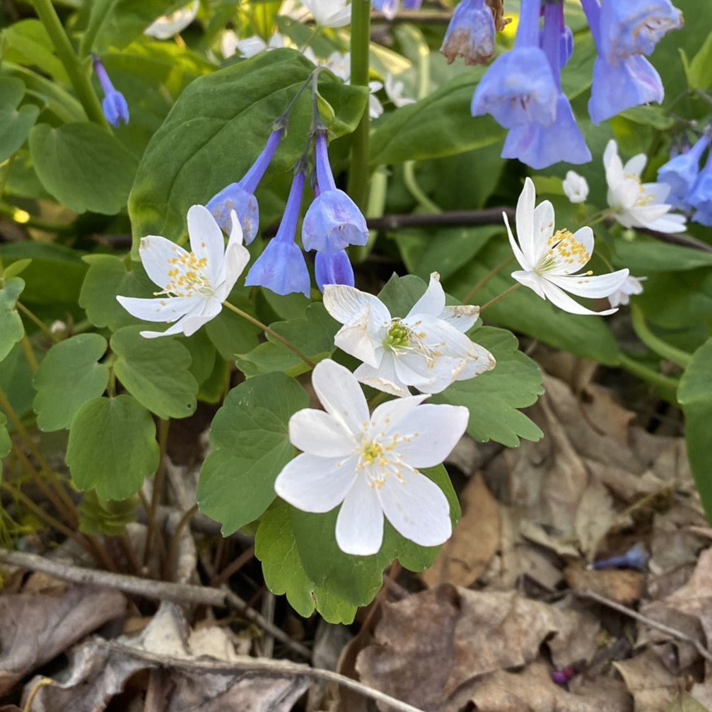 Anemonella thalictroides 3.25"