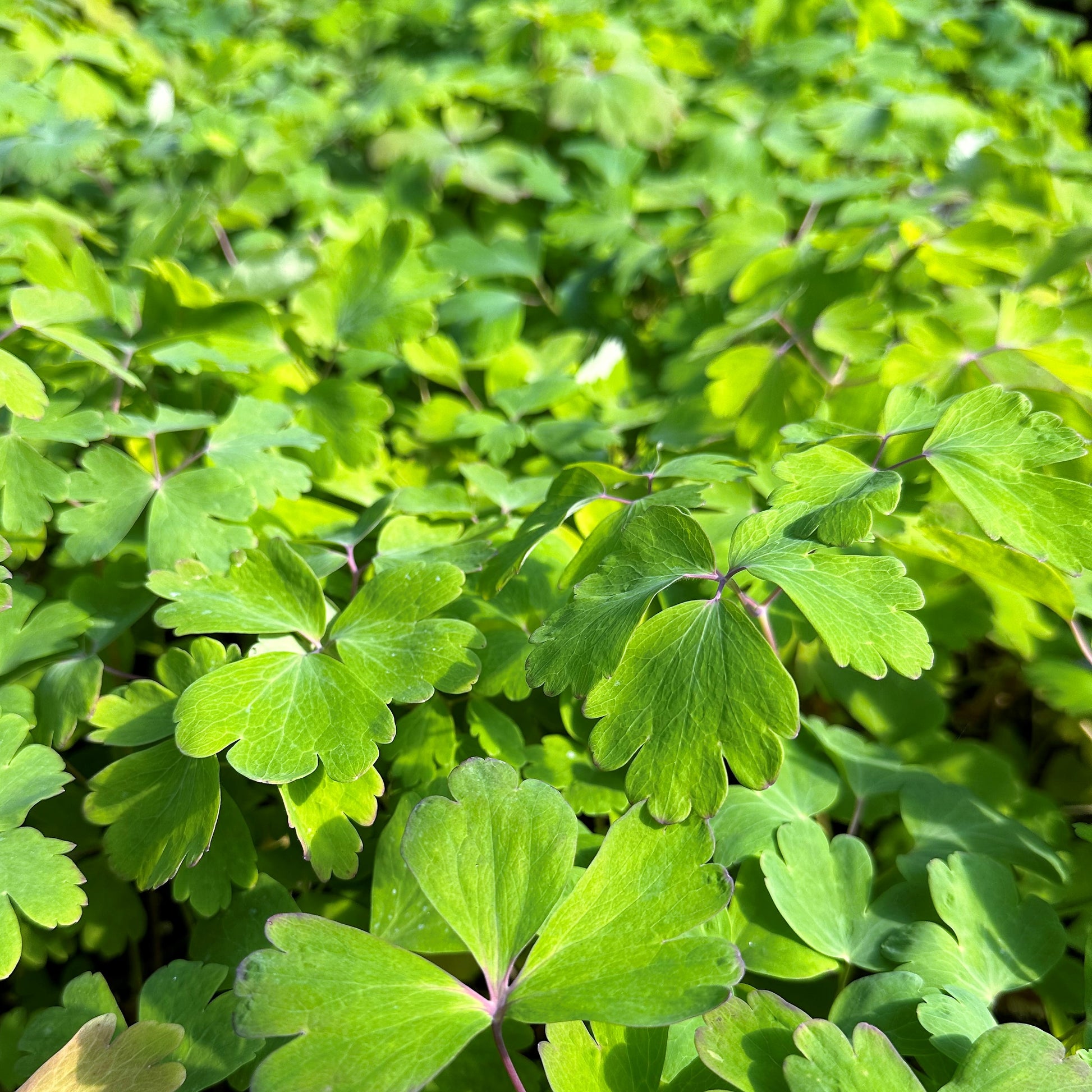 Aquilegia canadensis 1G