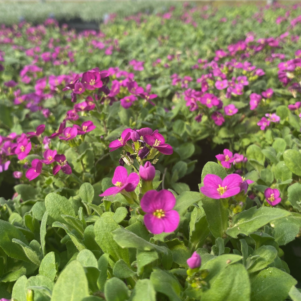 Arabis caucasica Little Treasure deep rose 1Q