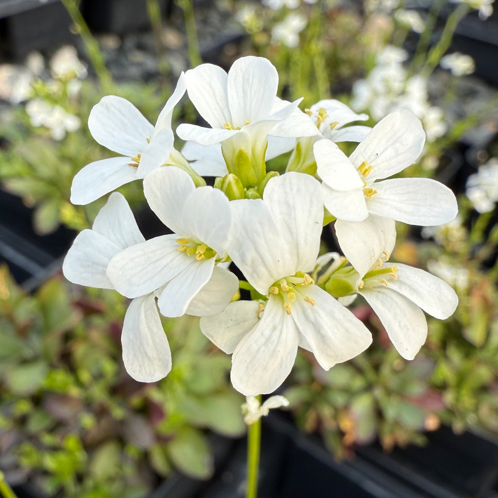 Arabis procurrens Glacier 3.25"