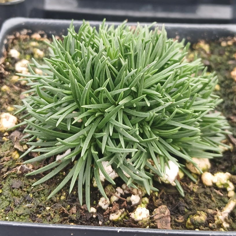 Armeria maritima Victor Reiter 3.25"