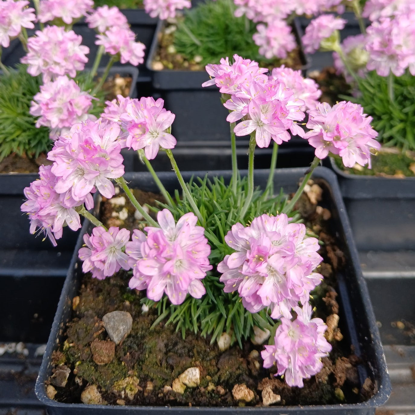 Armeria maritima Victor Reiter 3.25"