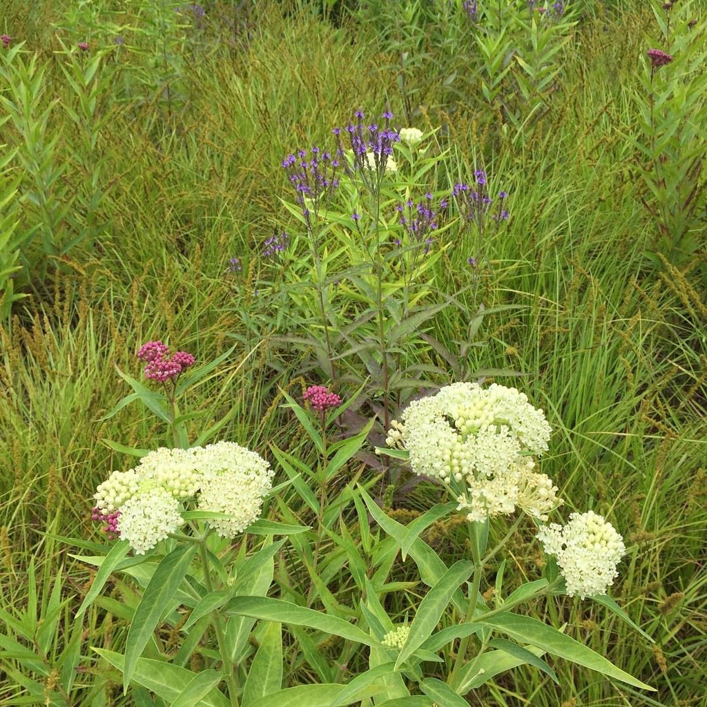 Asclepias incarnata Ice Ballet 1G