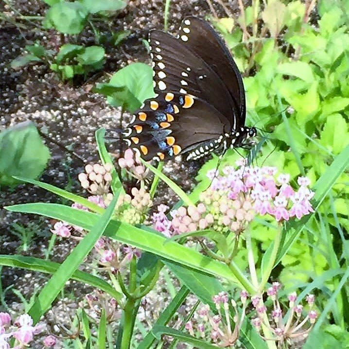 Asclepias incarnata DP50