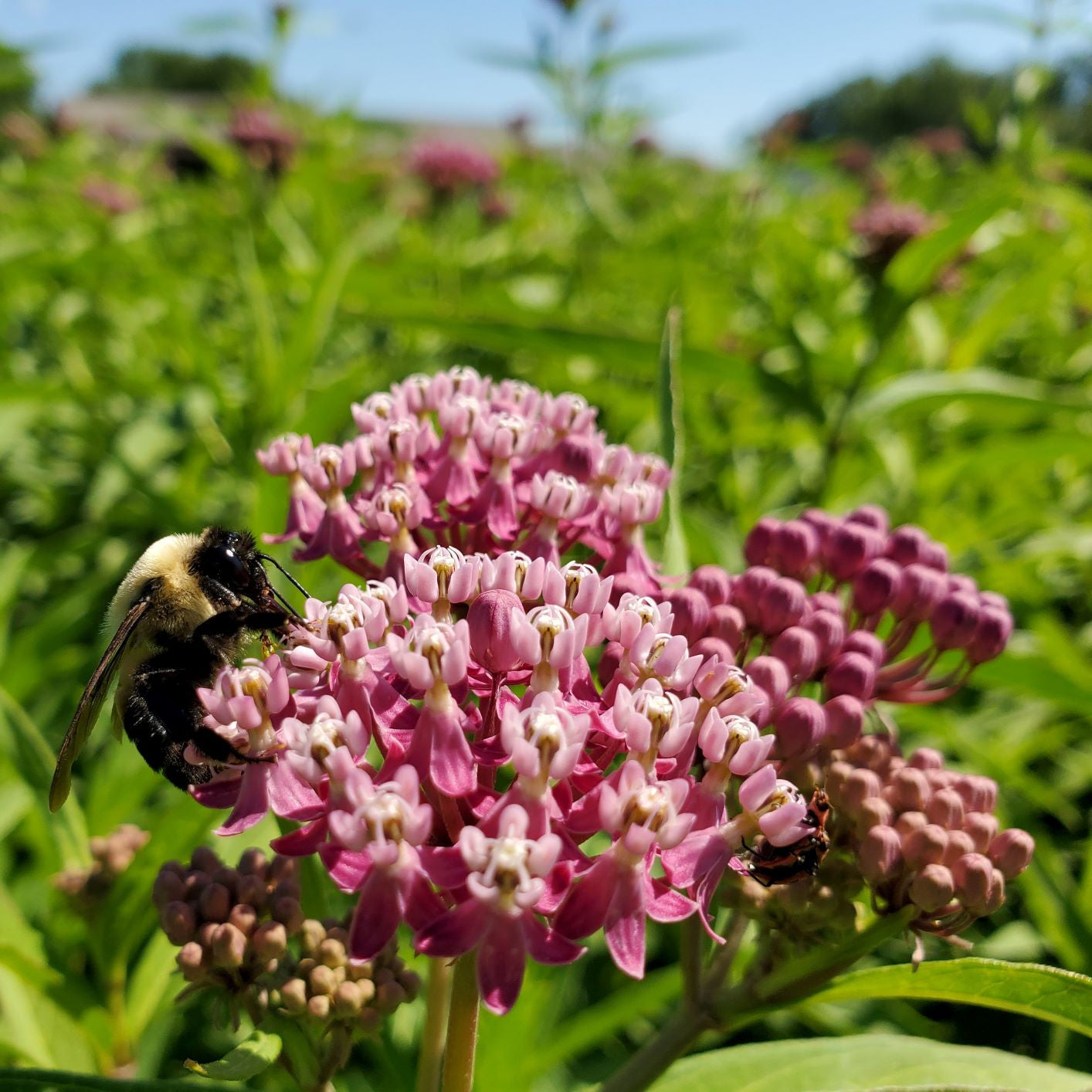 Asclepias incarnata DP50