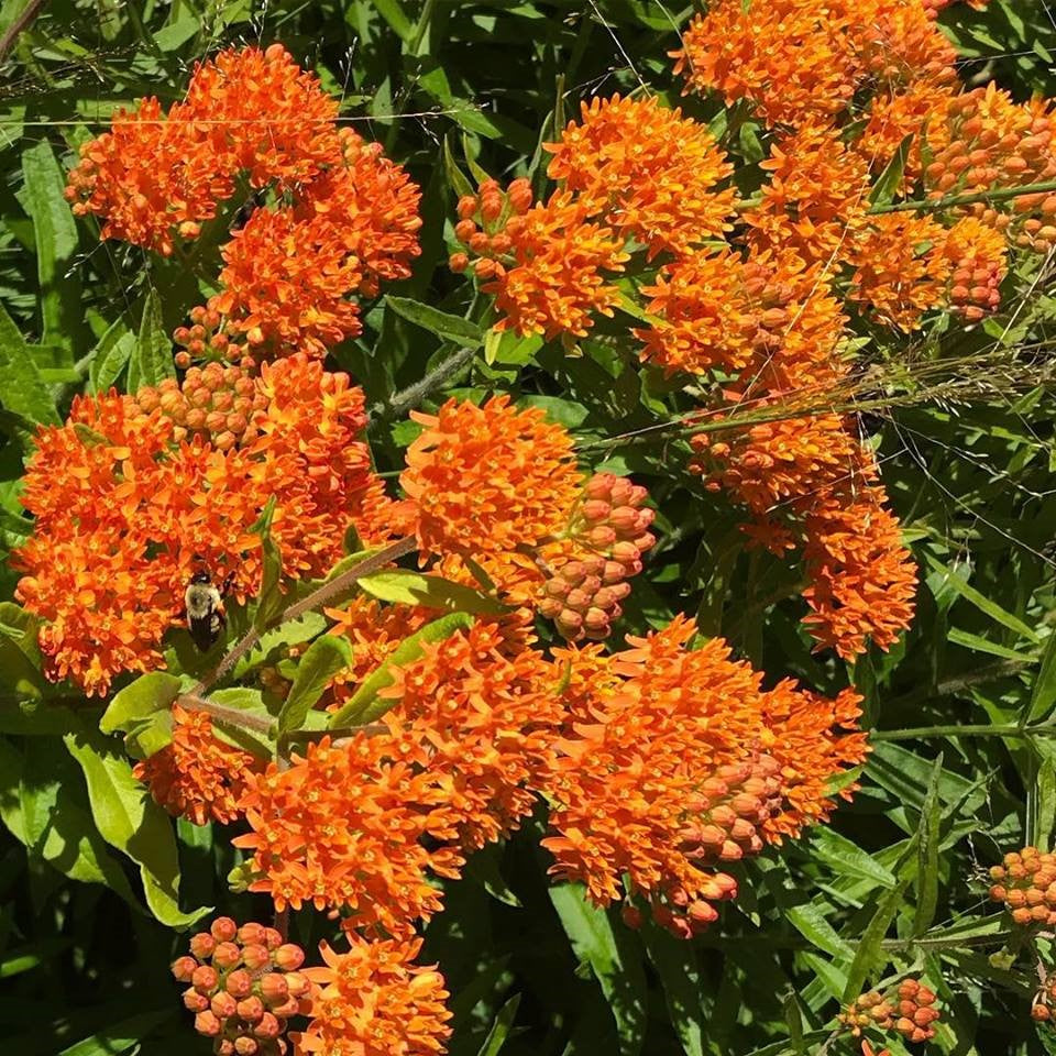 Asclepias tuberosa 1G