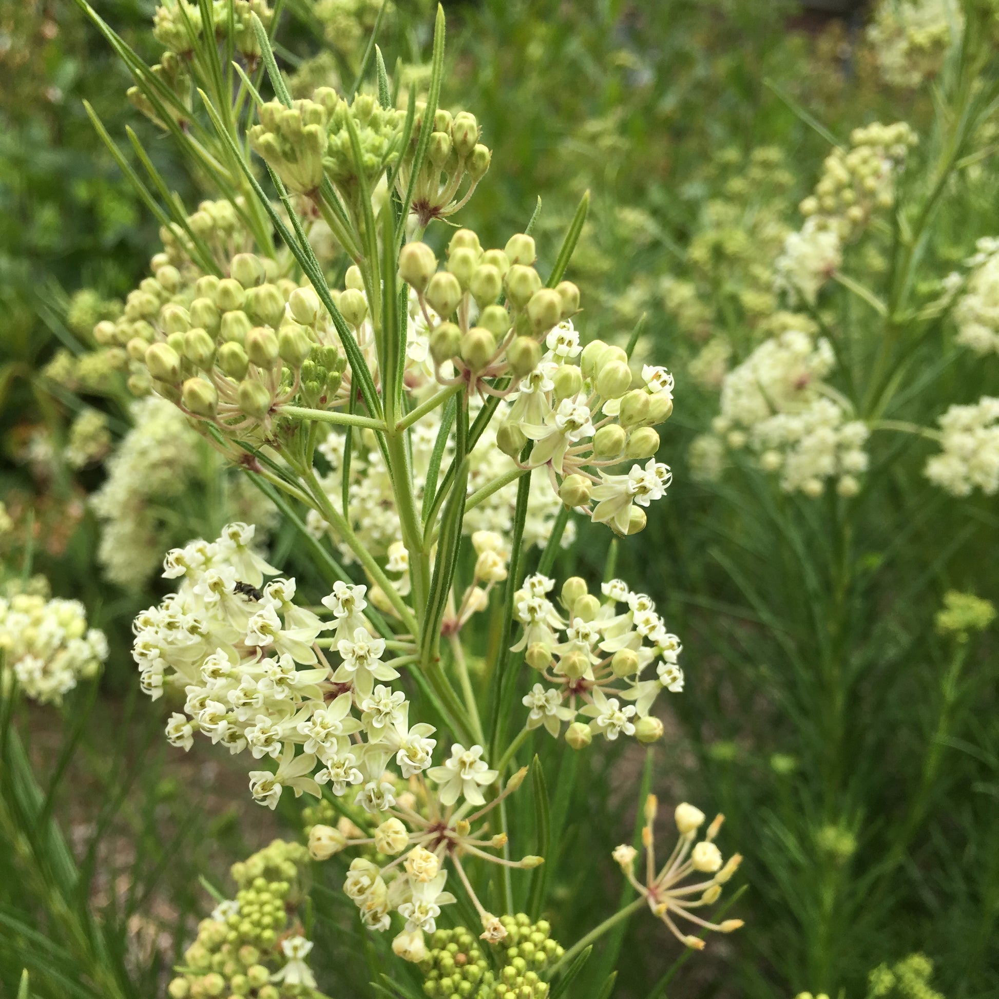 Asclepias verticillata 1Q