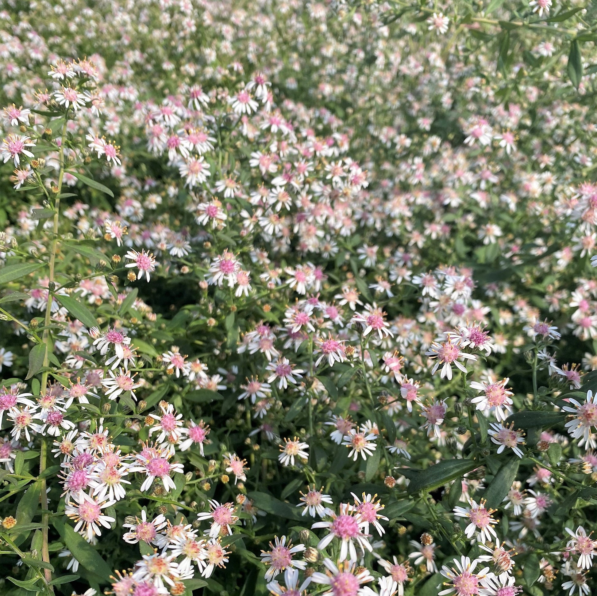 Aster lateriflorus Lady in Black 1G