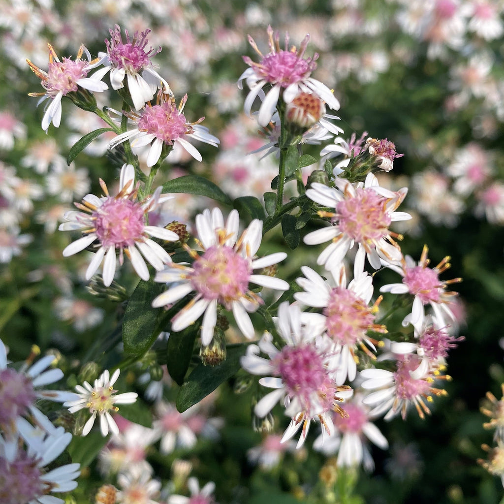 Aster lateriflorus Lady in Black 1G