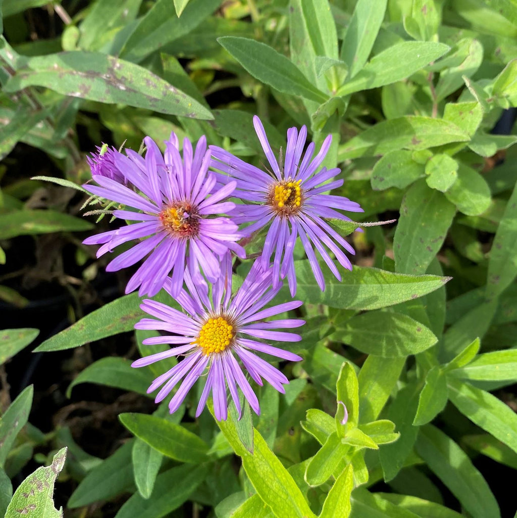 Aster novae-angliae DP50