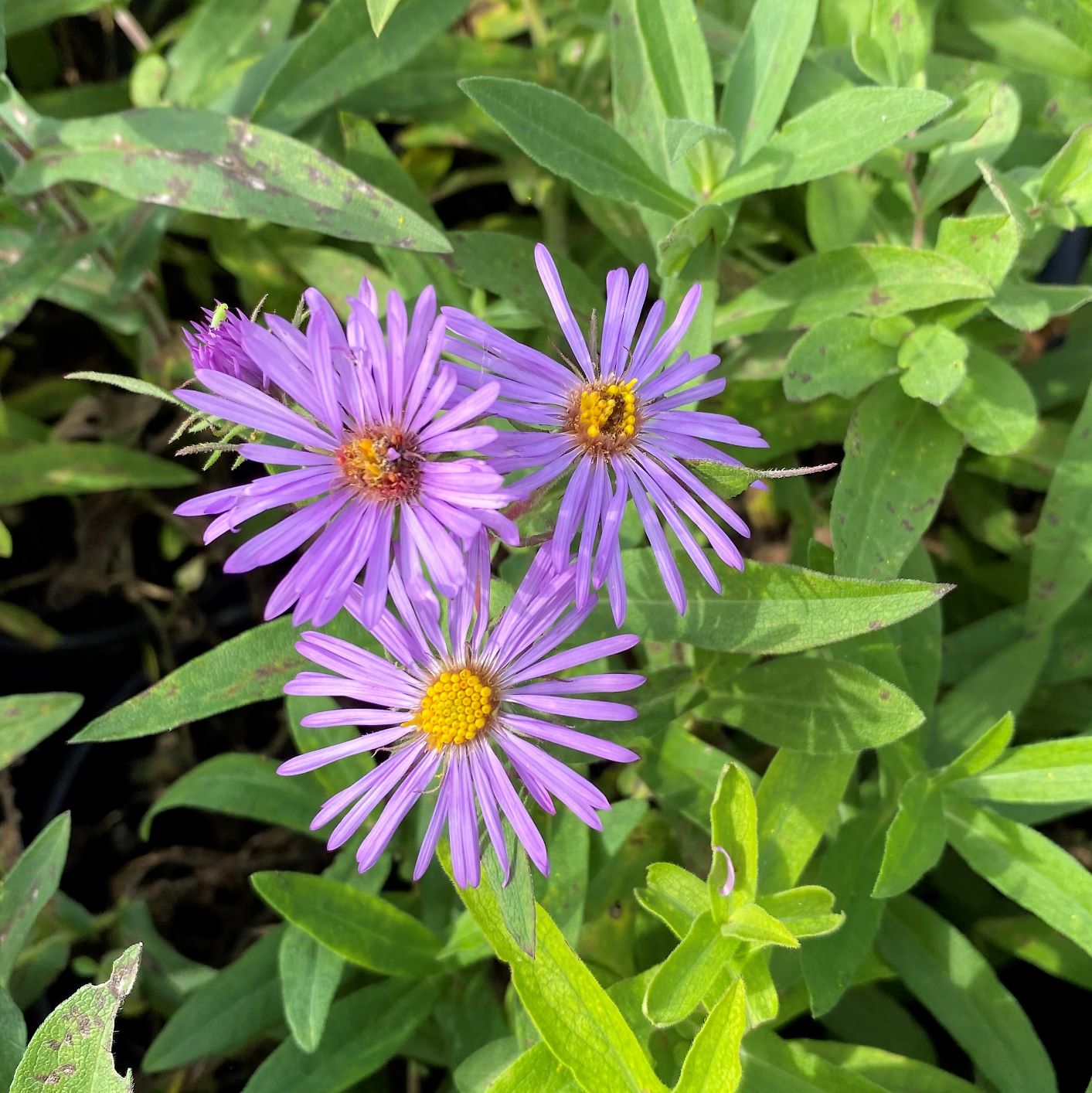 Aster novae-angliae DP50