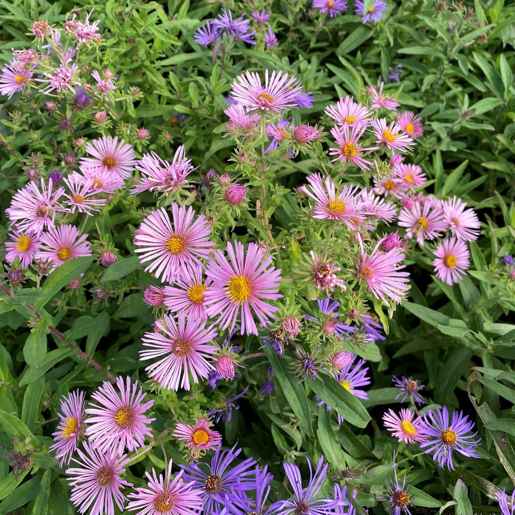 Aster novae-angliae DP50