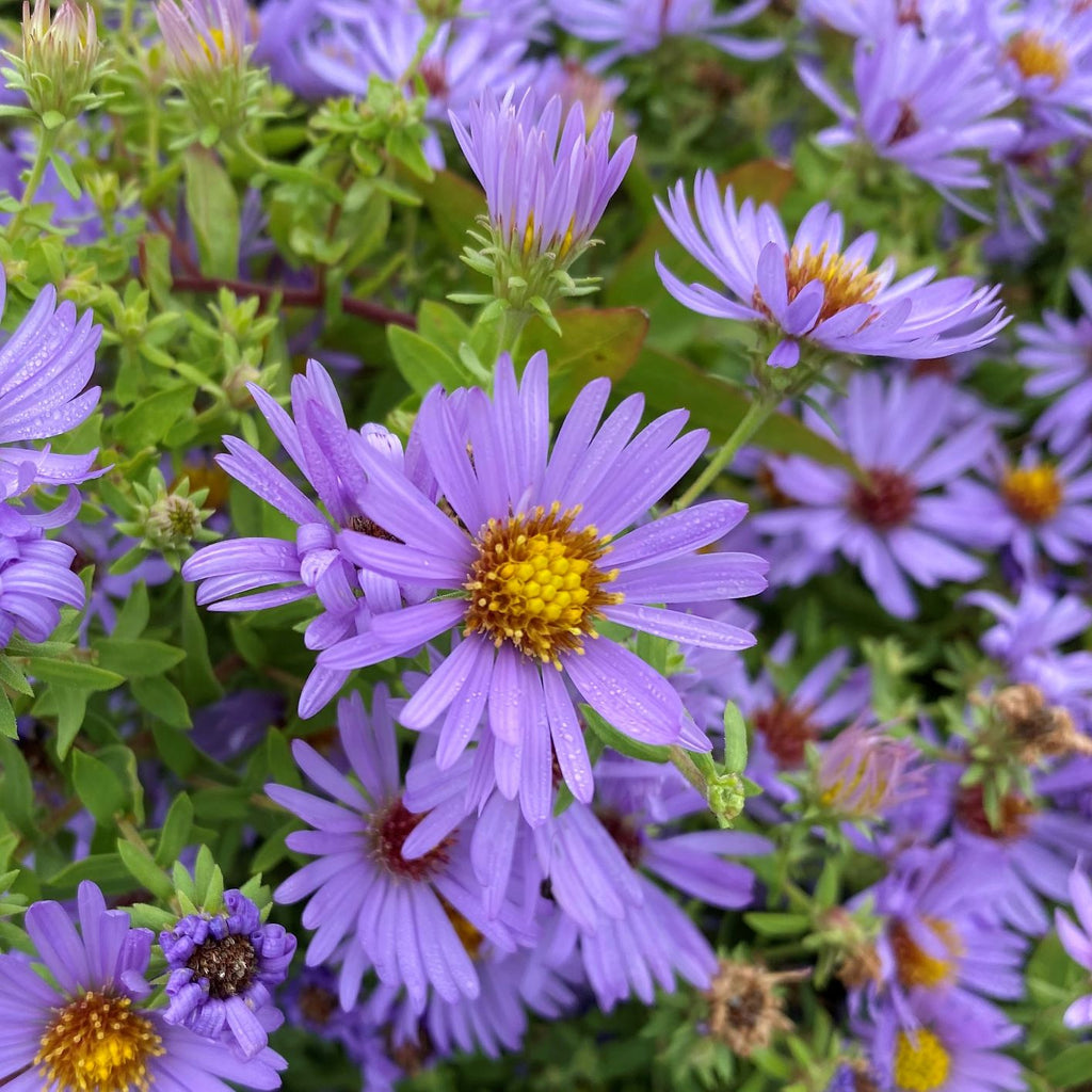 Aster oblongifolius October Skies 1G
