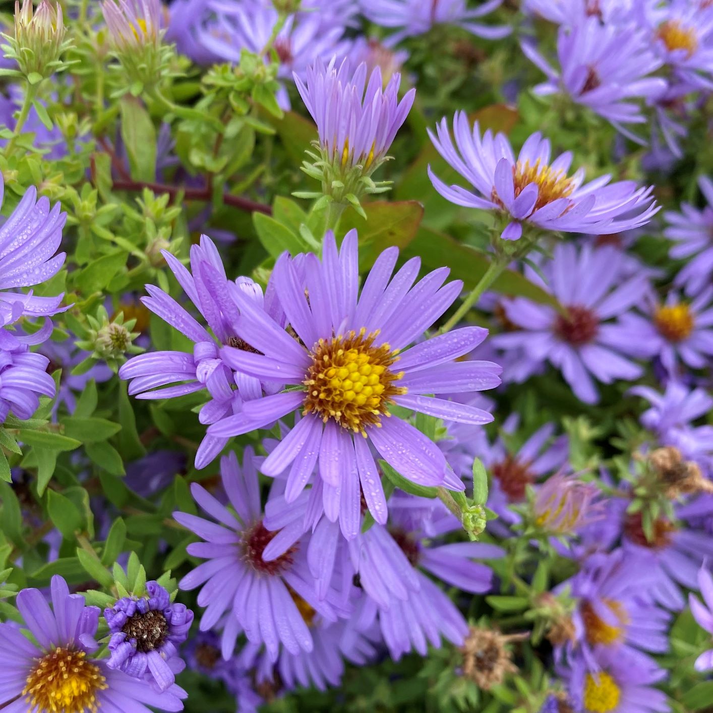 Aster oblongifolius October Skies 1G