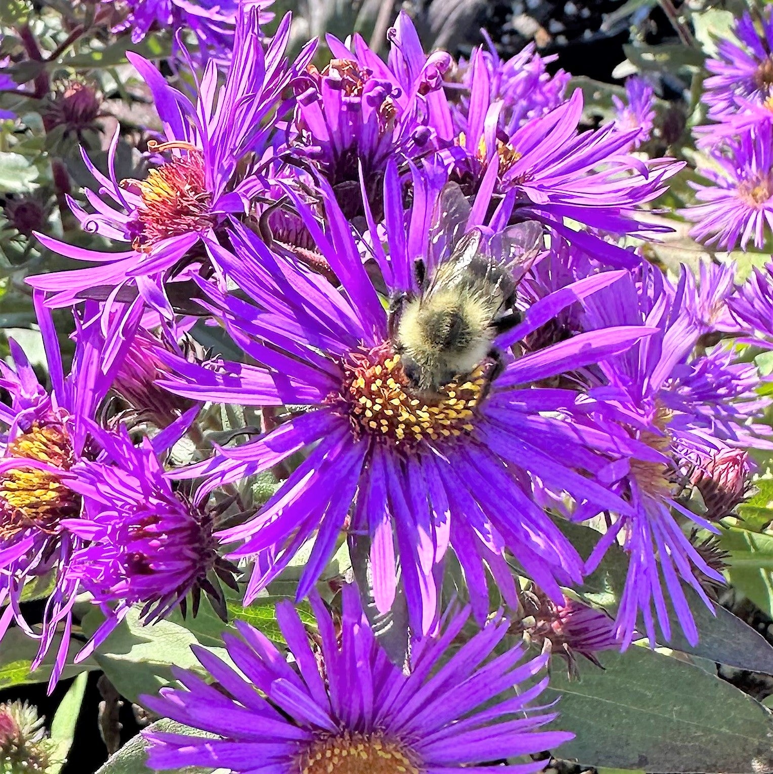 Aster novae-angliae Purple Dome 1Q