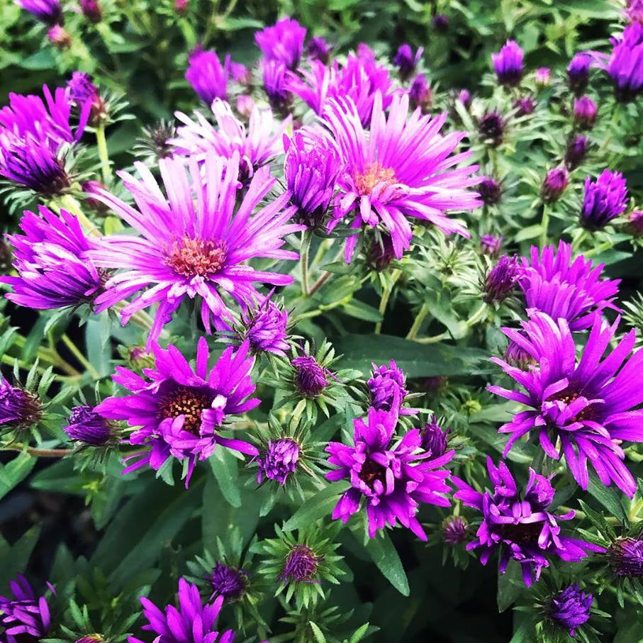 Aster novae-angliae Purple Dome 1Q