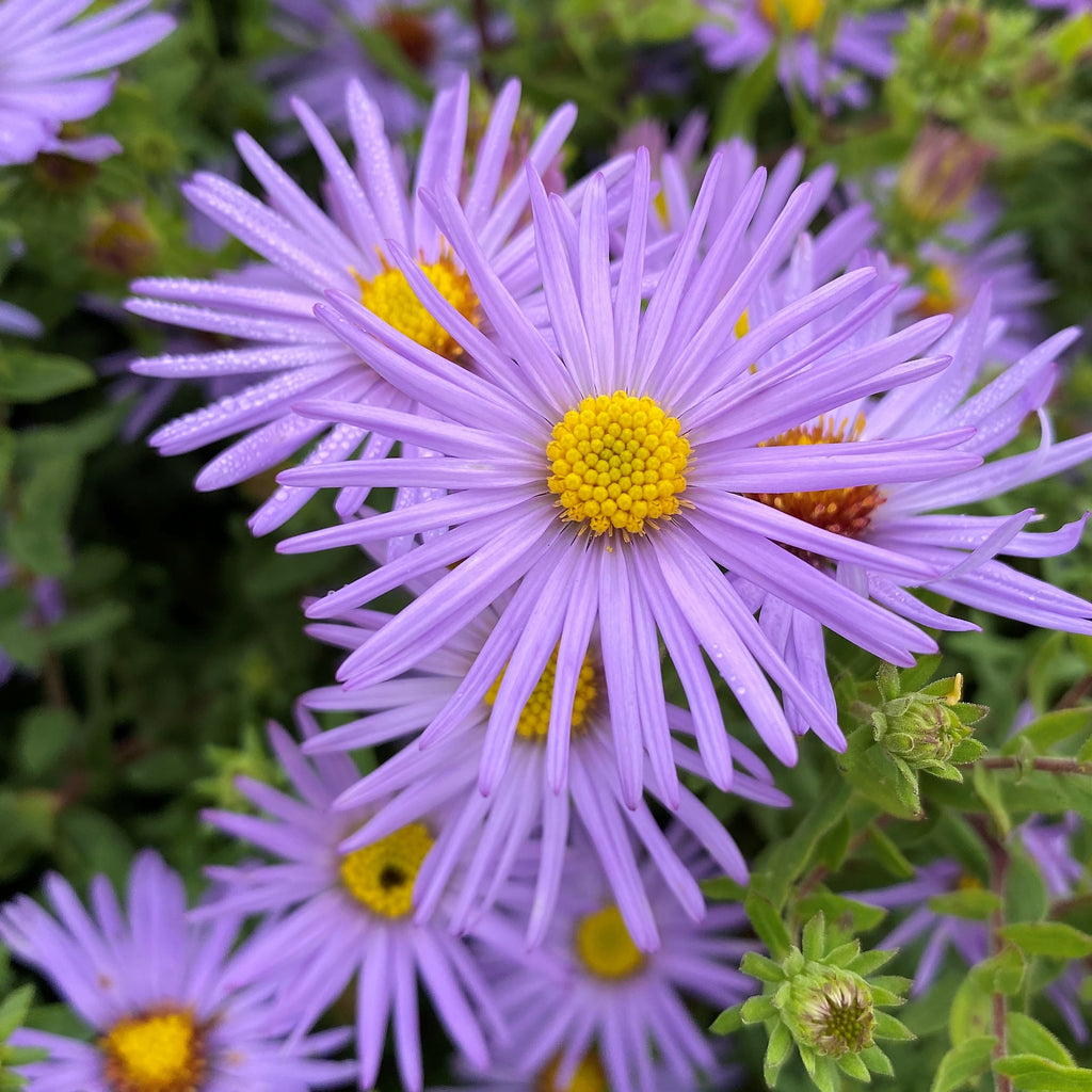 Aster oblongifolius Raydon's Favorite DP50