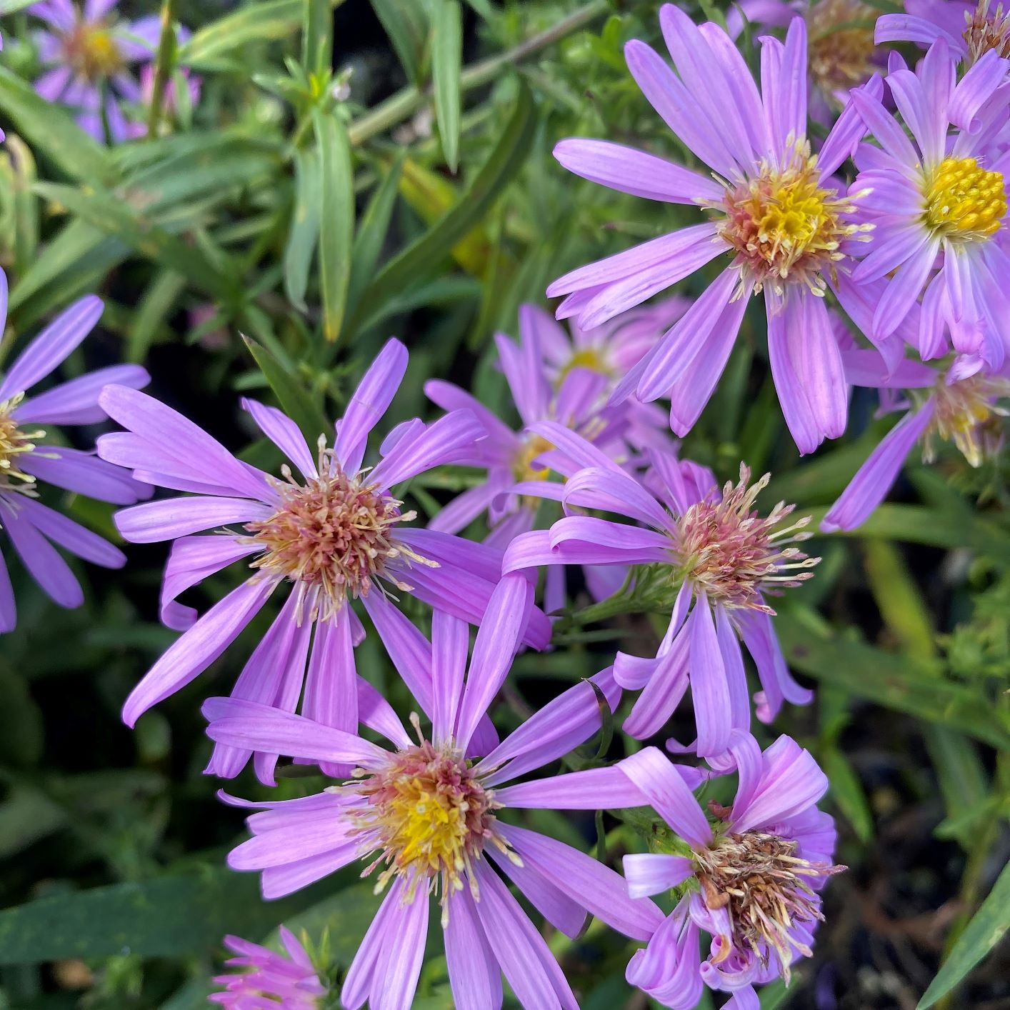 Aster x Wood's Pink 1G