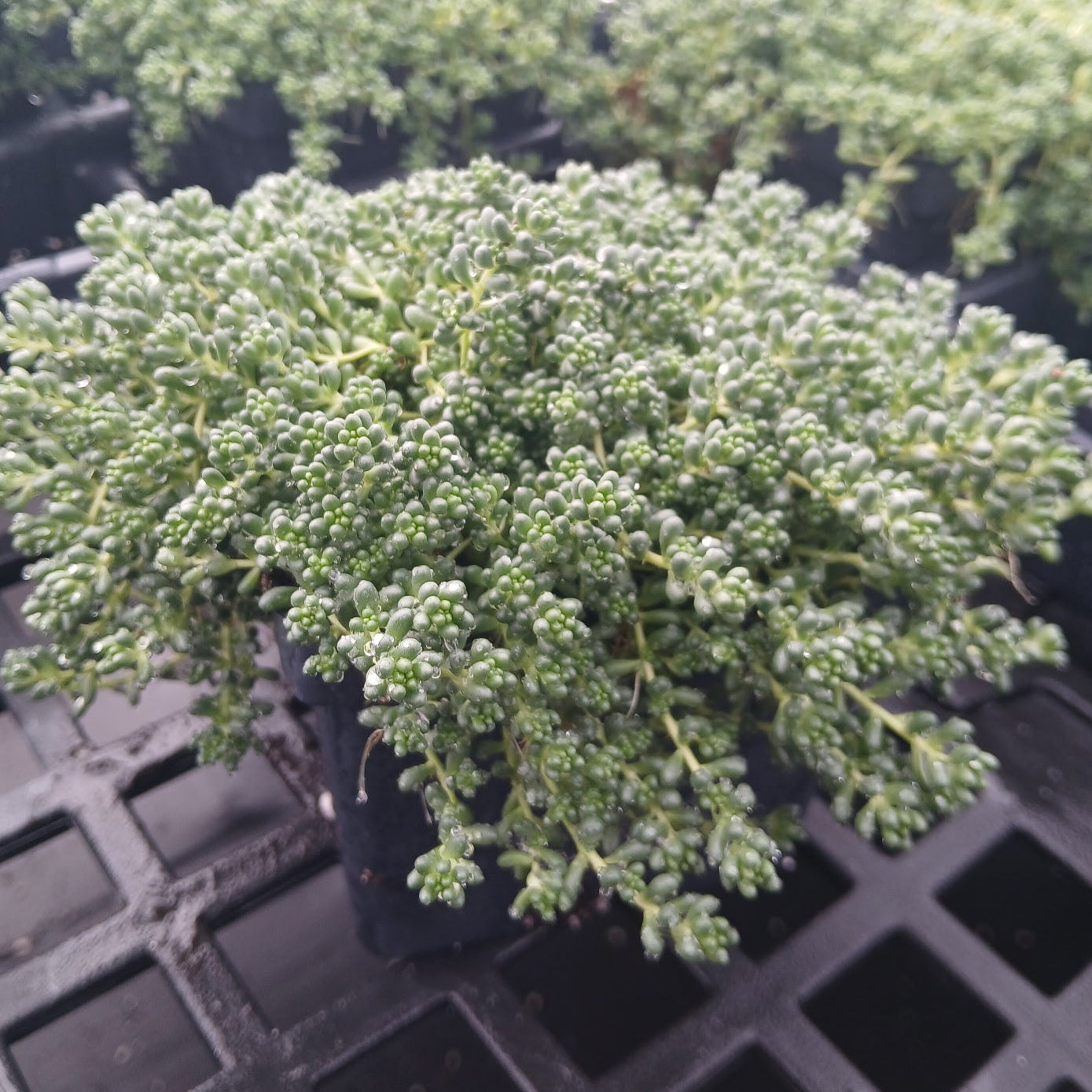 Sedum Baby Tears 1Q