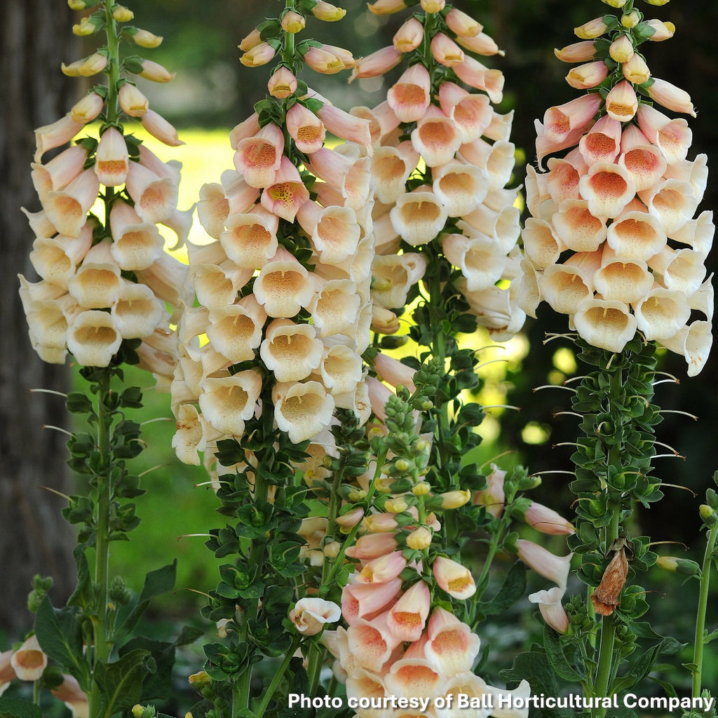 Digitalis purpurea Dalmatian Peach 1G