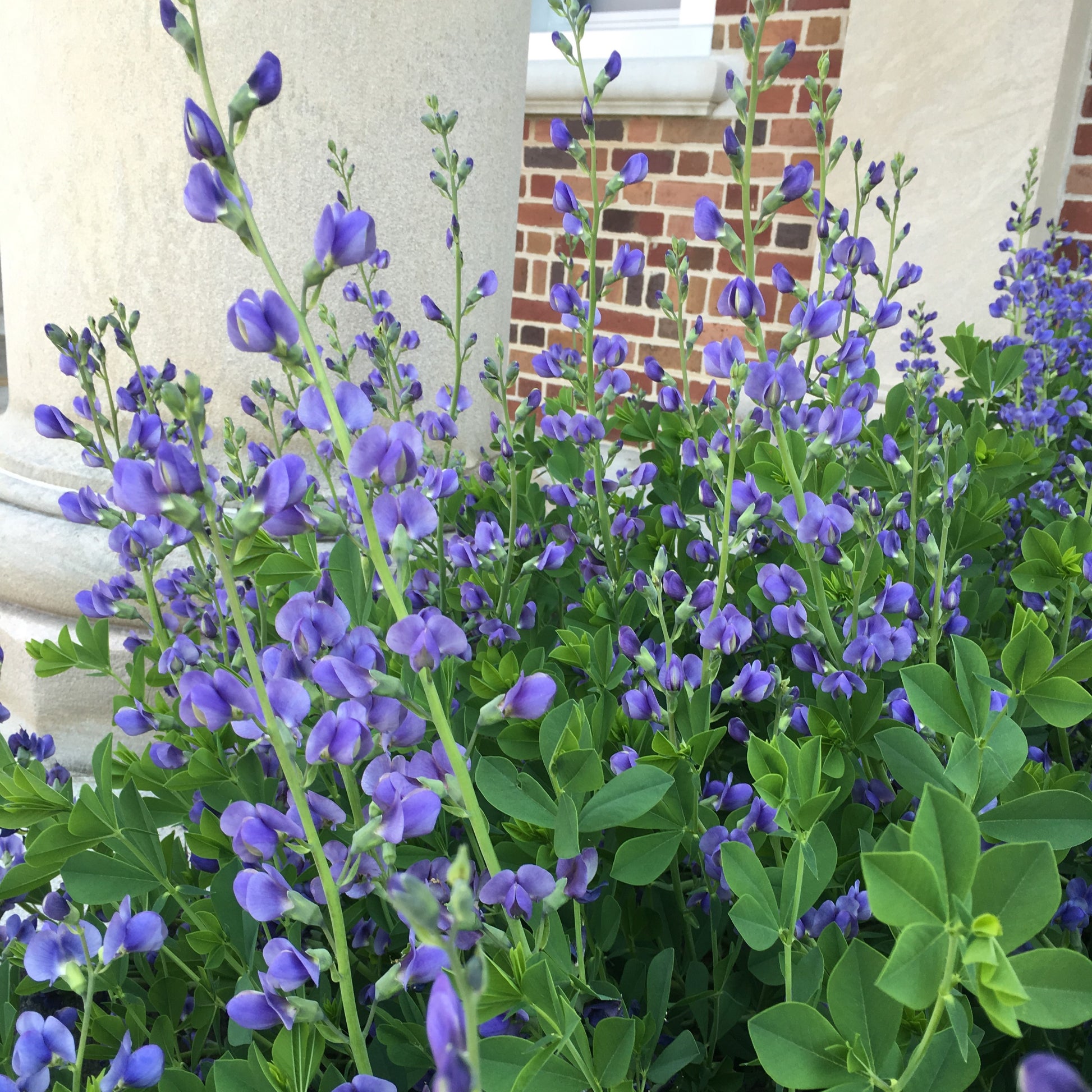 Baptisia australis 1Q