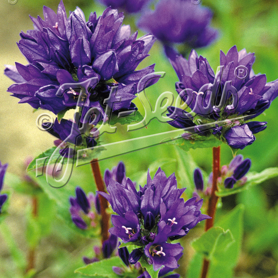 Campanula glomerata var. Odessa 1Q