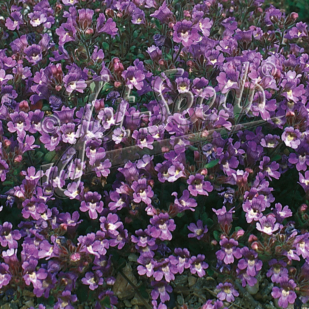Chaenorhinum origanifolium Blue Dreams 1Q