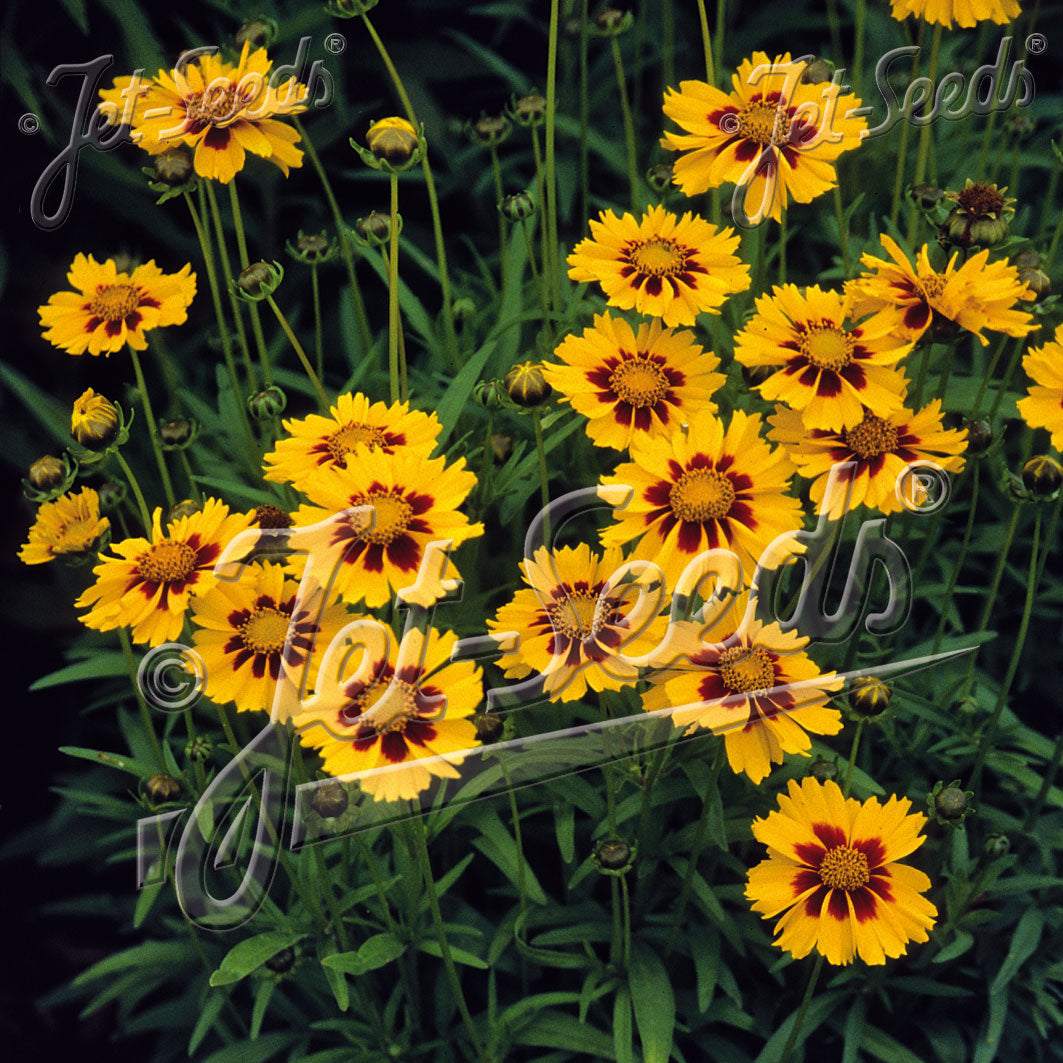 Coreopsis grandiflora Heliot 1Q