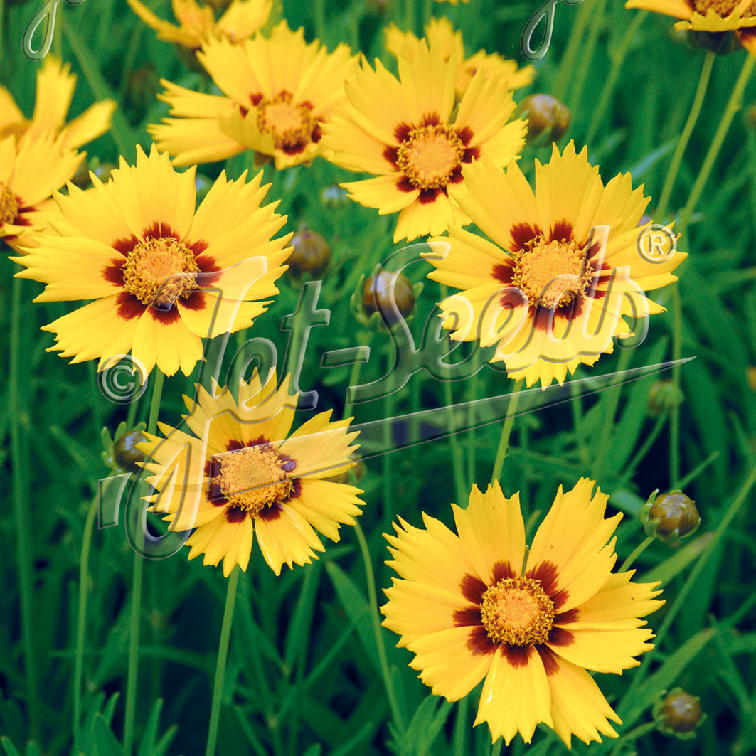 Coreopsis grandiflora Heliot 1Q