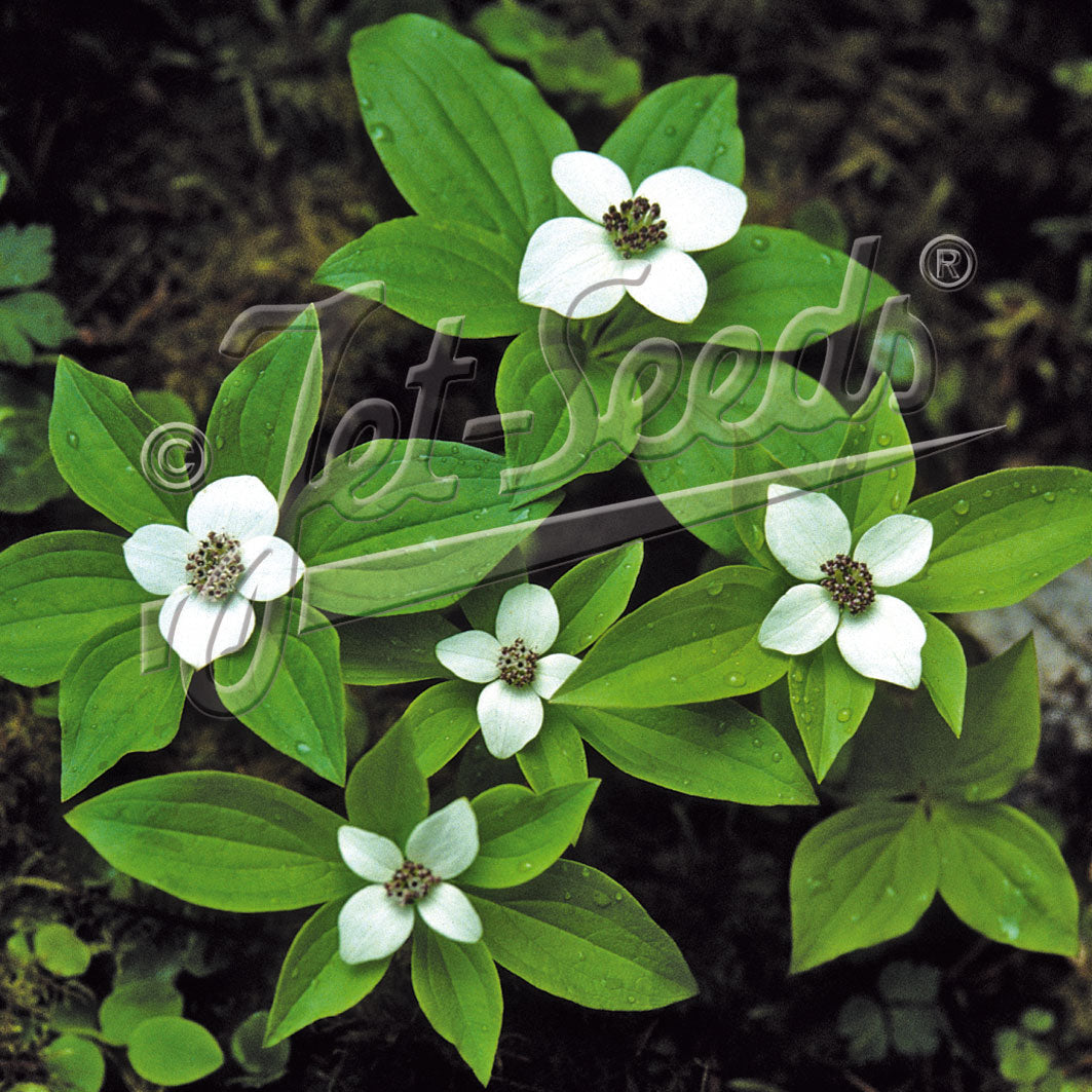 Cornus canadensis 1G