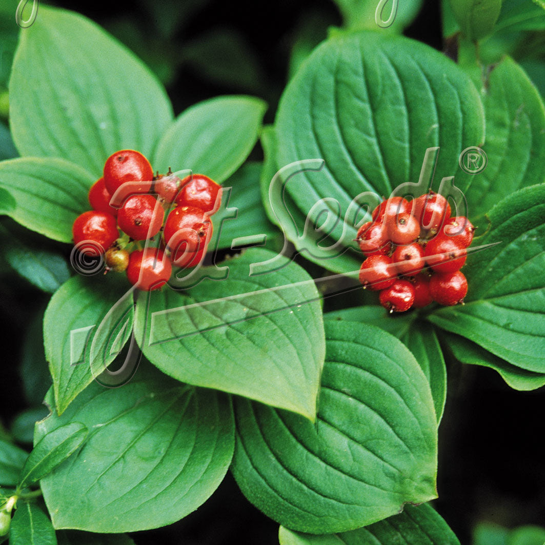 Cornus canadensis 1G