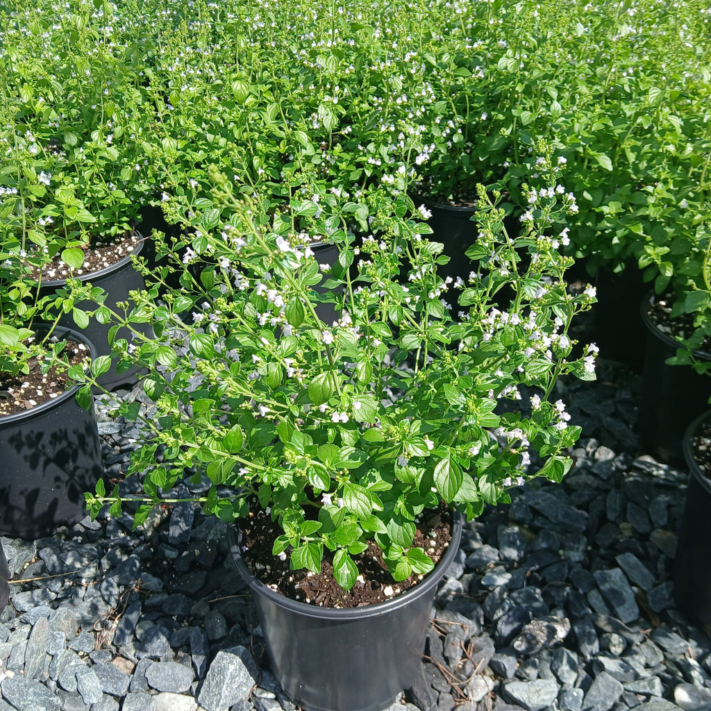 Calamintha nepeta ssp nepeta 1G