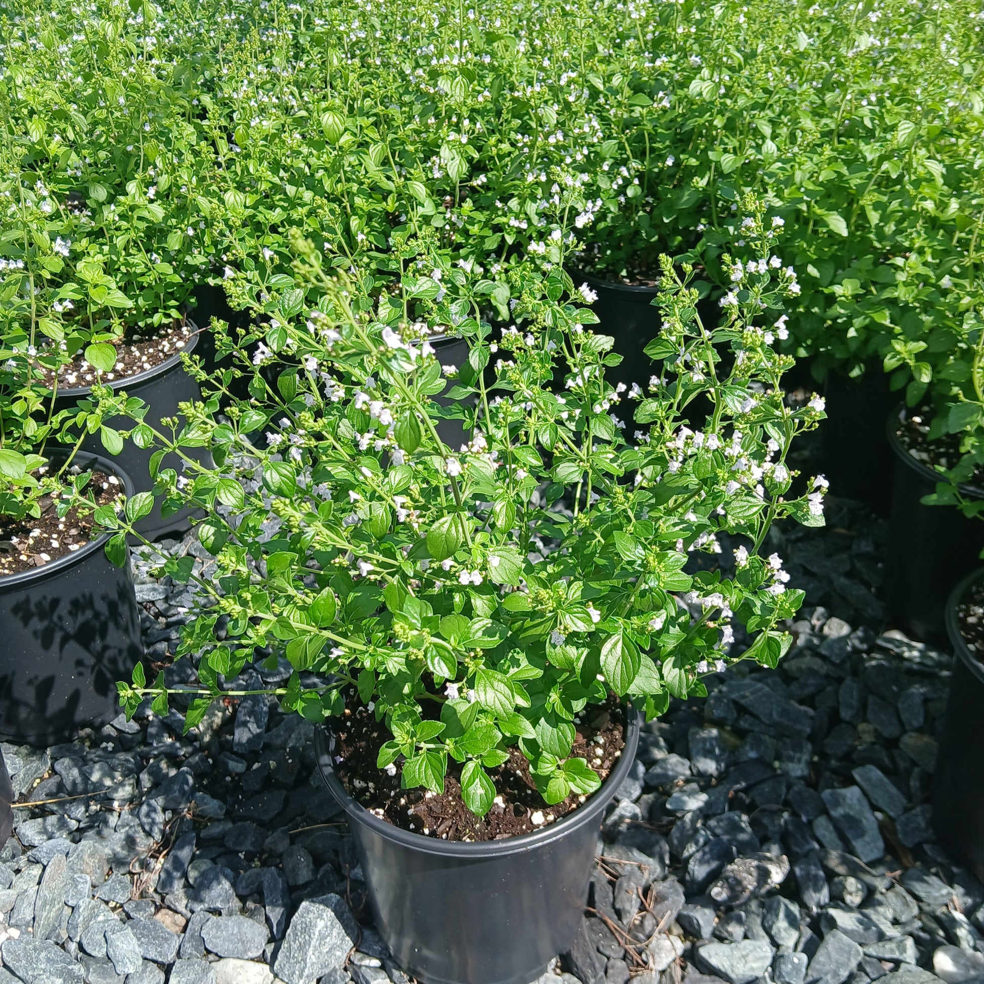 Calamintha nepeta ssp nepeta 1G