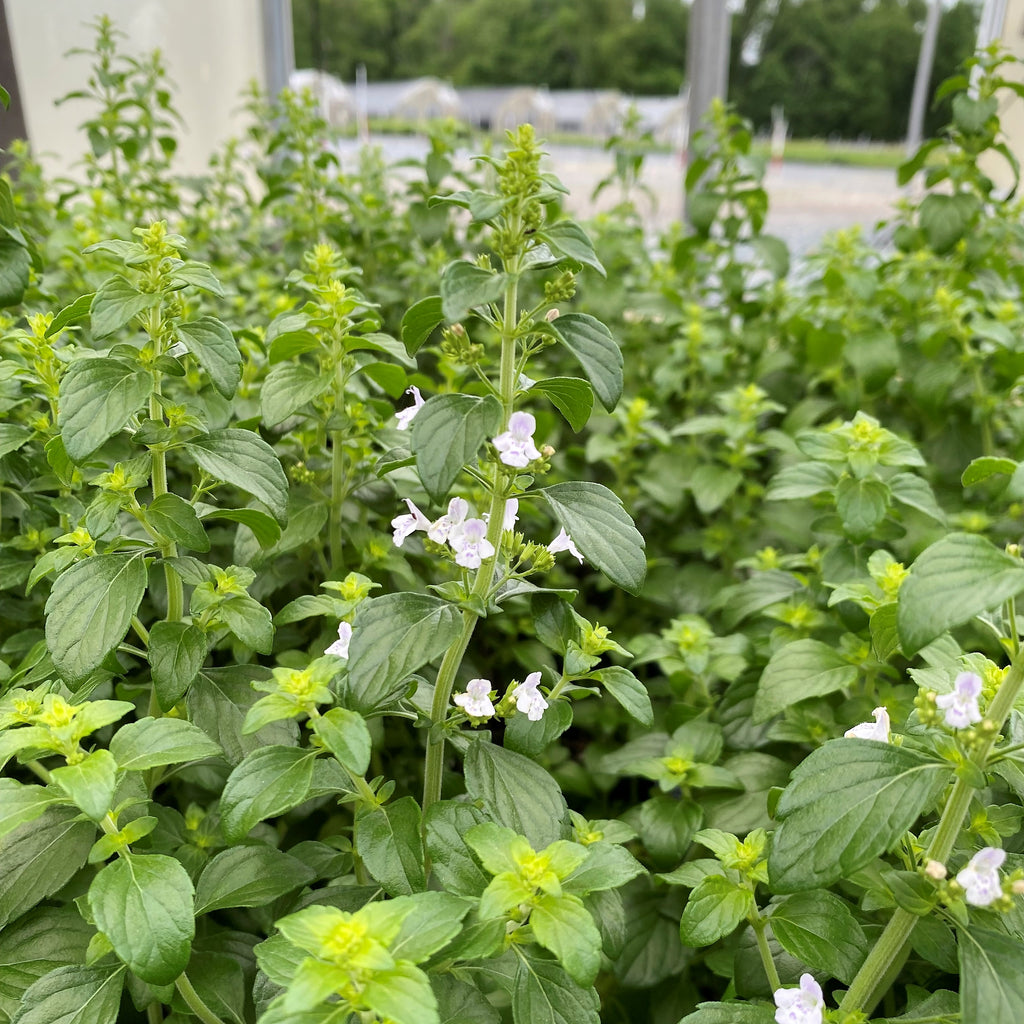 Calamintha nepeta ssp nepeta 1G