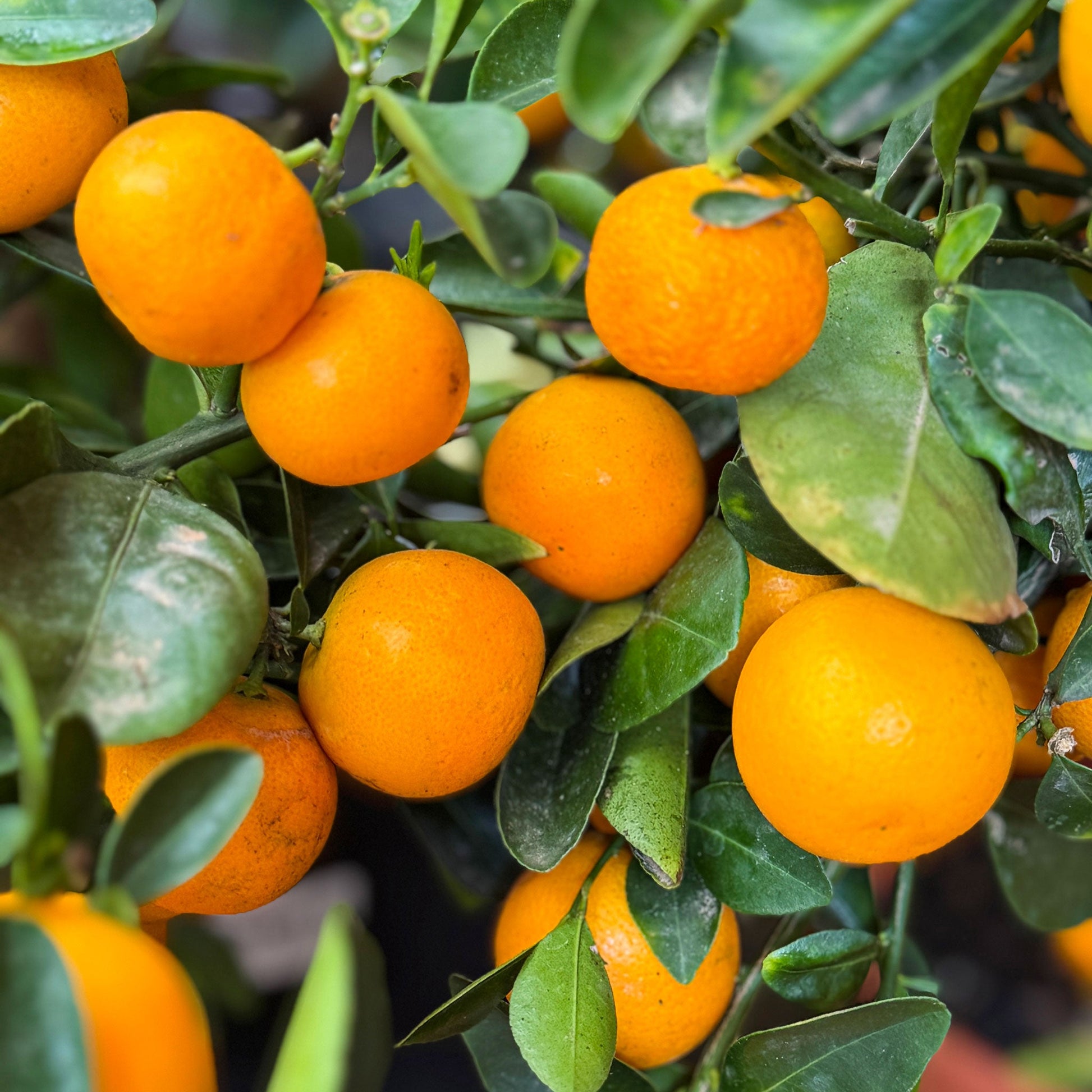 Calamondin Orange Bush