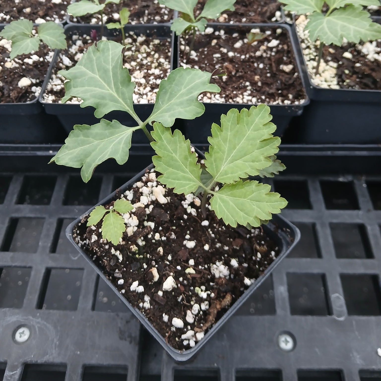 Cardamine maxima 3.25"