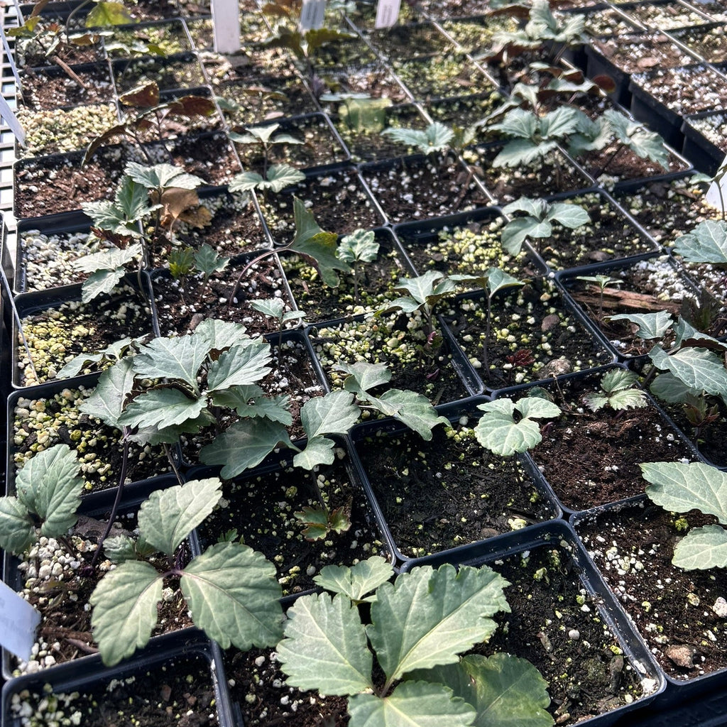 Cardamine maxima 3.25"