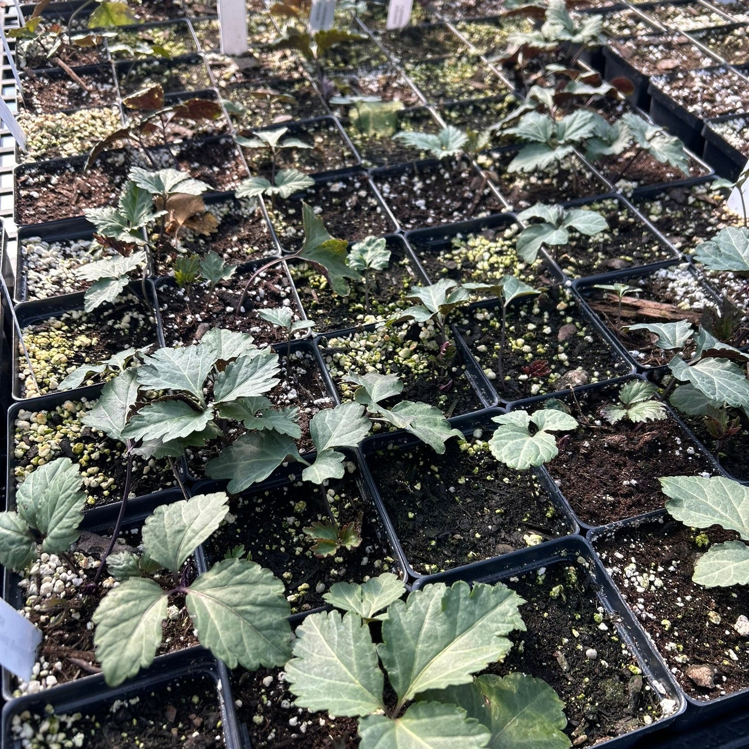 Cardamine maxima 3.25"