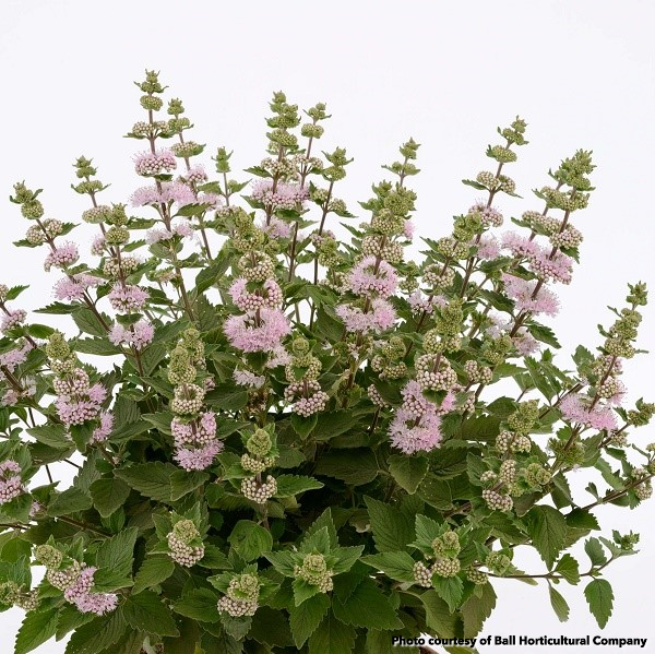 Caryopteris incana Pavillion Pink 1Q