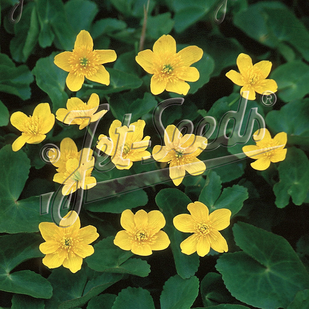Caltha palustris DP50