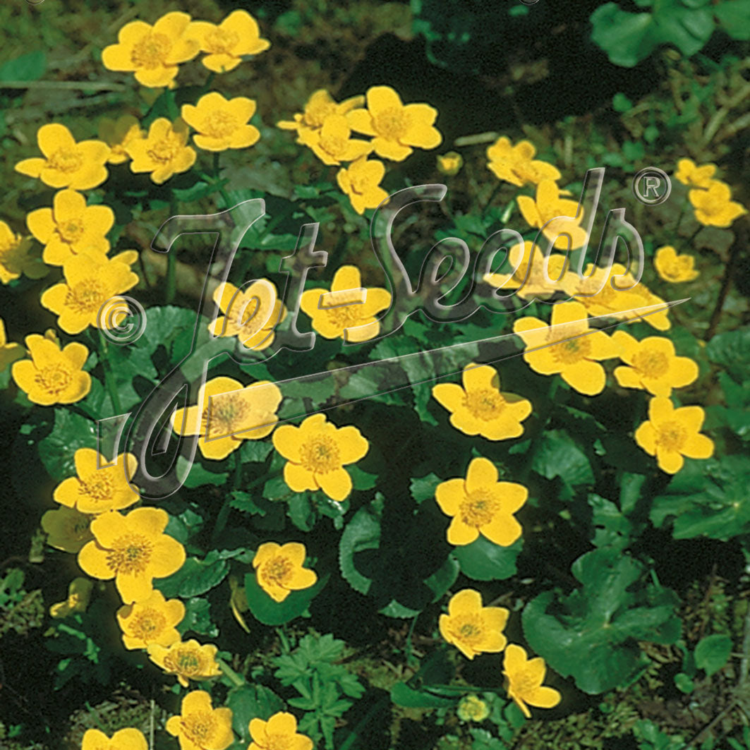 Caltha palustris DP50
