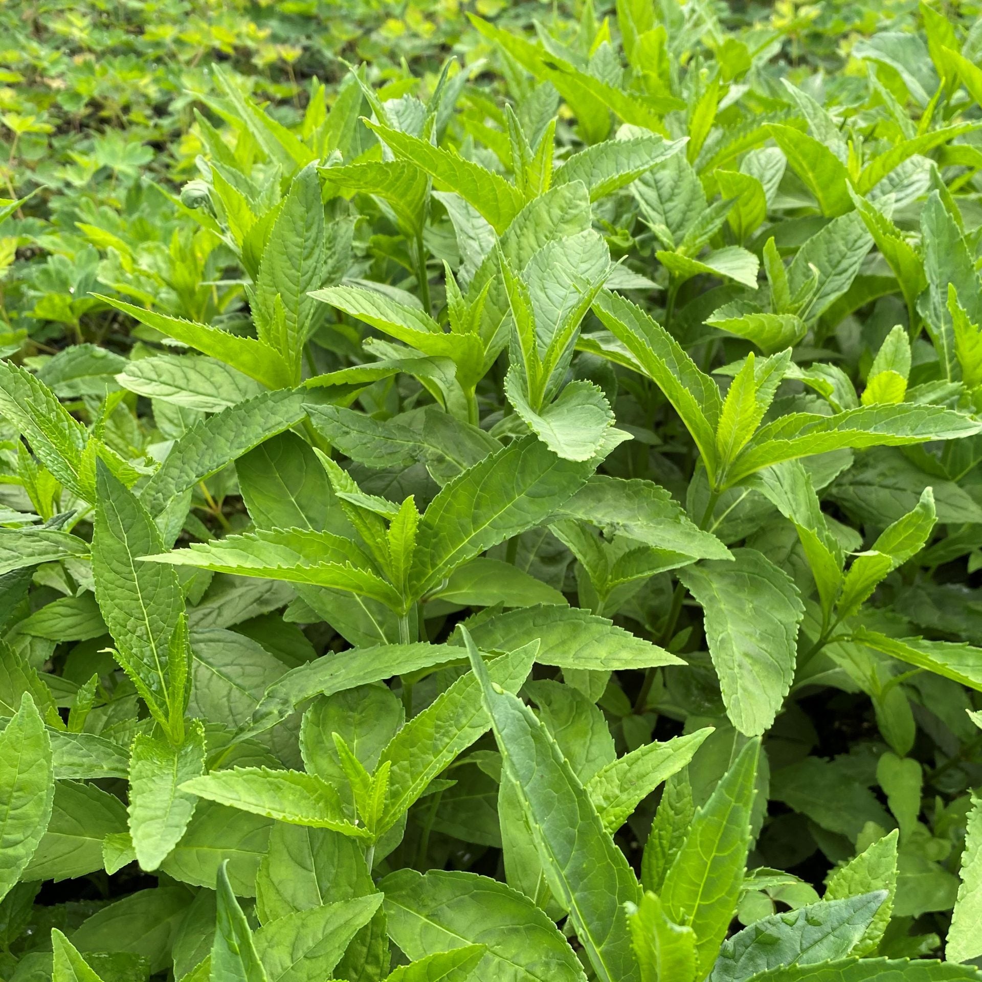 Chelone obliqua Alba 1Q