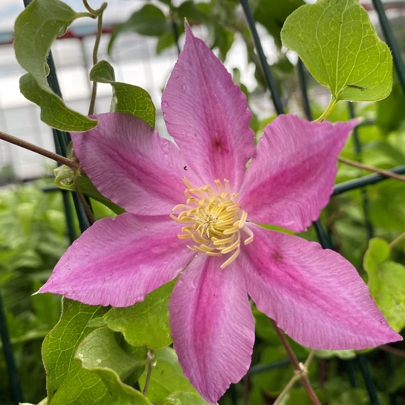 Clematis x Abilene 1G