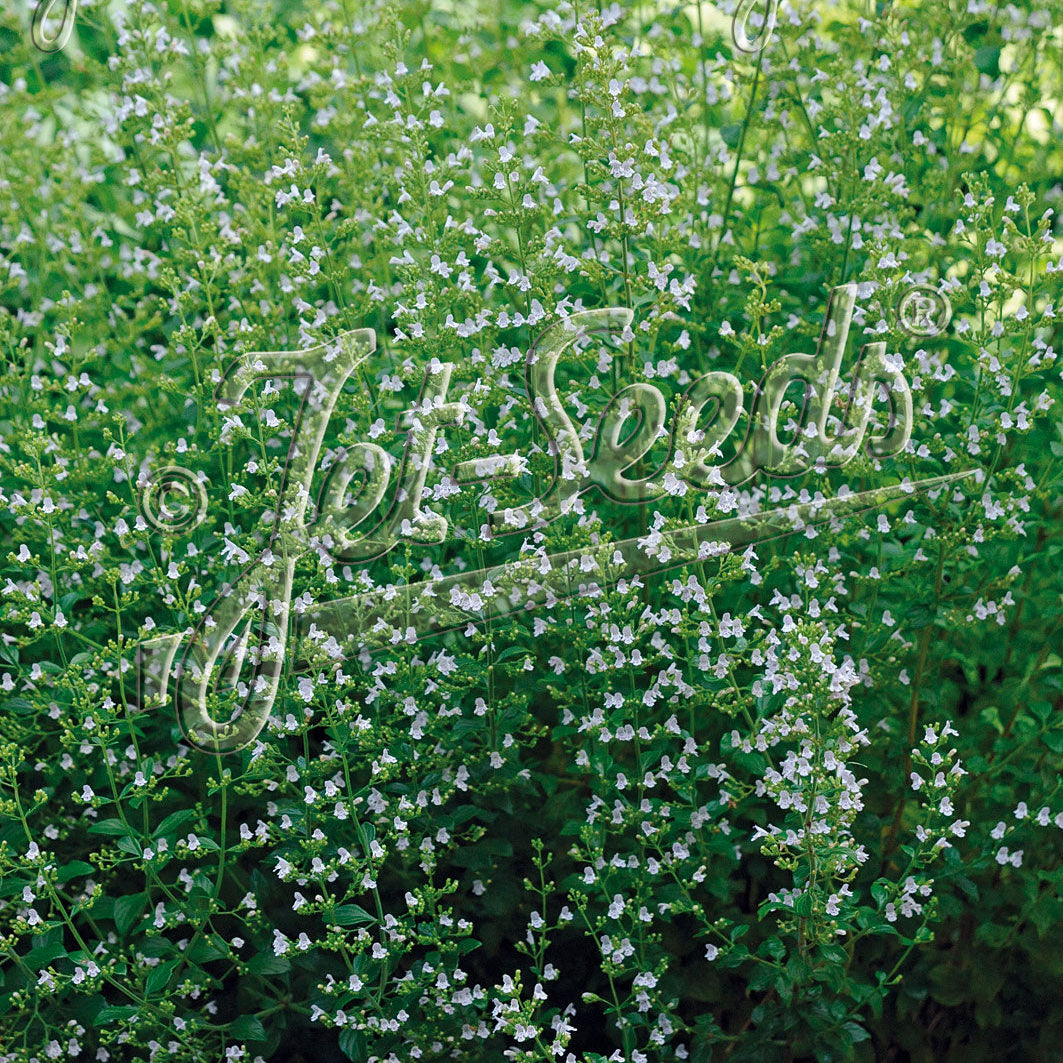 Calamintha nepeta White Cloud DP50