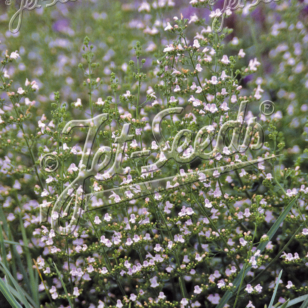 Calamintha nepeta Blue Cloud DP50