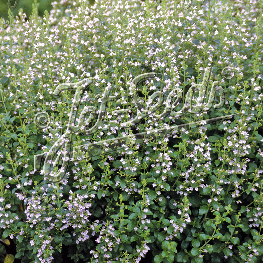 Calamintha nepeta Blue Cloud DP50